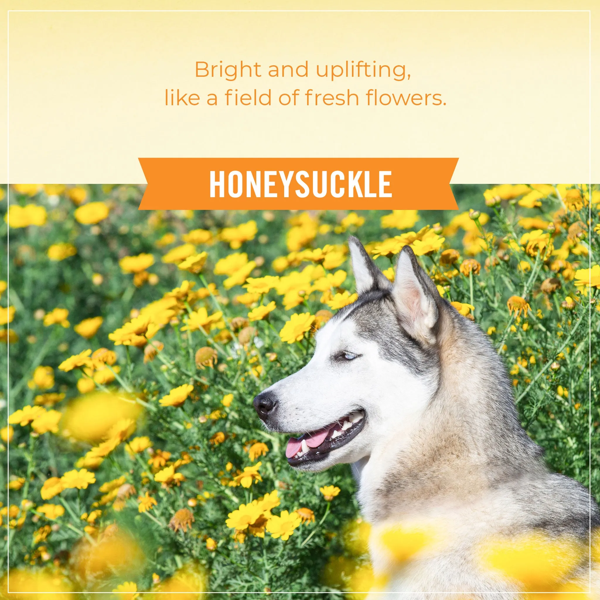 Skout's Honor Detangler Spray Dog Honeysuckle 8 oz